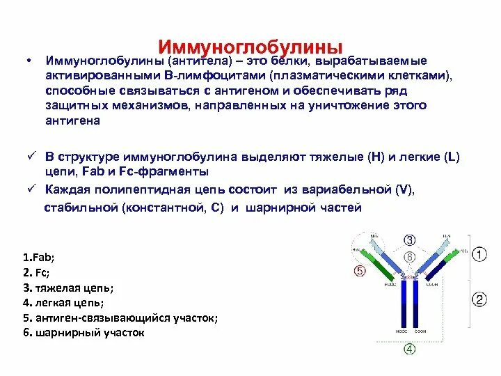 Иммуноглобулин действует. Иммуноглобулин g продуцируются. Иммуноглобулин g1 строение. Иммуноглобулины - это сывороточные белки, относящиеся. Имуноглобулинподобные белки.