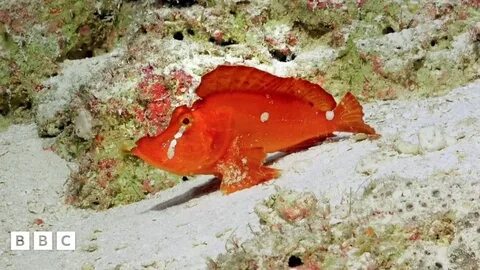 Walking fish