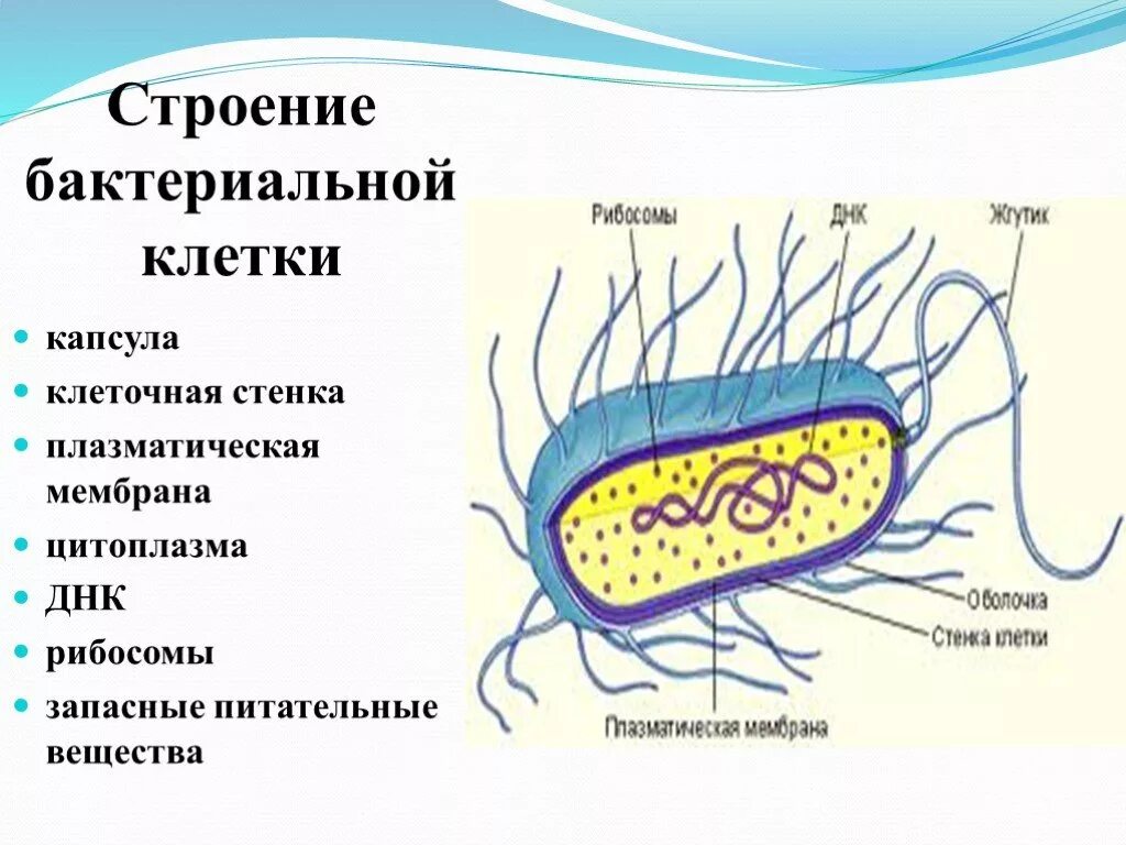 Клетка бактерии клеточная мембрана. Строение прокариотической клетки бактерии. Строение бактерии прокариот. Названия основных частей бактериальной клетки. Строение клетки прокариот бактерии.