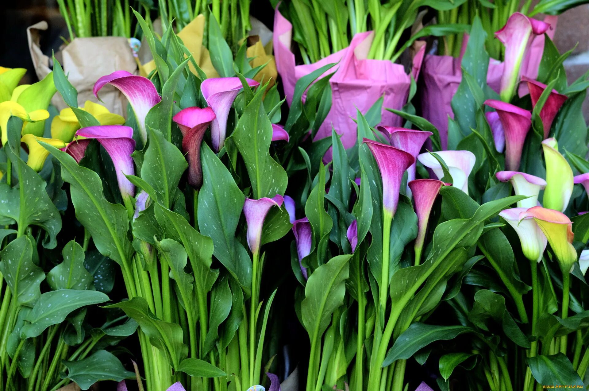 Calla Lilies by Caloxort on deviantART Lily plants, Arum lily, Calla lily flower