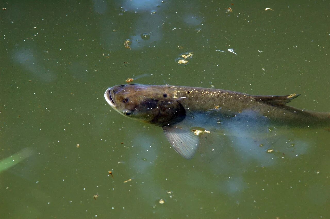 Лобое. Толстолобик Hypophthalmichthys. Белый толстолобик Hypophthalmichthys molitrix. Малек толстолобика. Малек белого Амура.