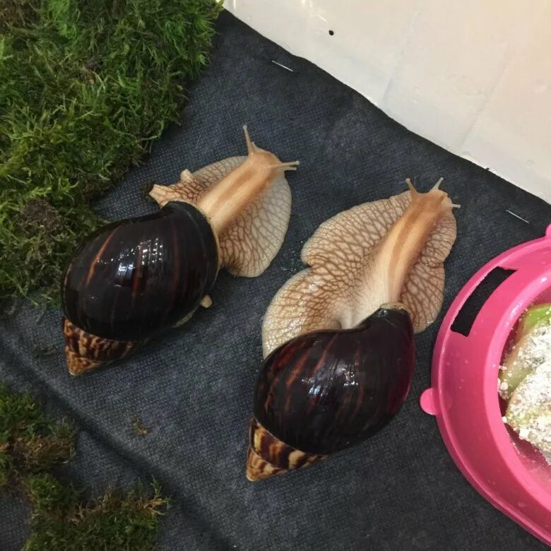 Домик для улитки. Ахатина иммакулята. улитки ахатины иммакулята. ахатина фулика террариум. ахатина ламаркиана.