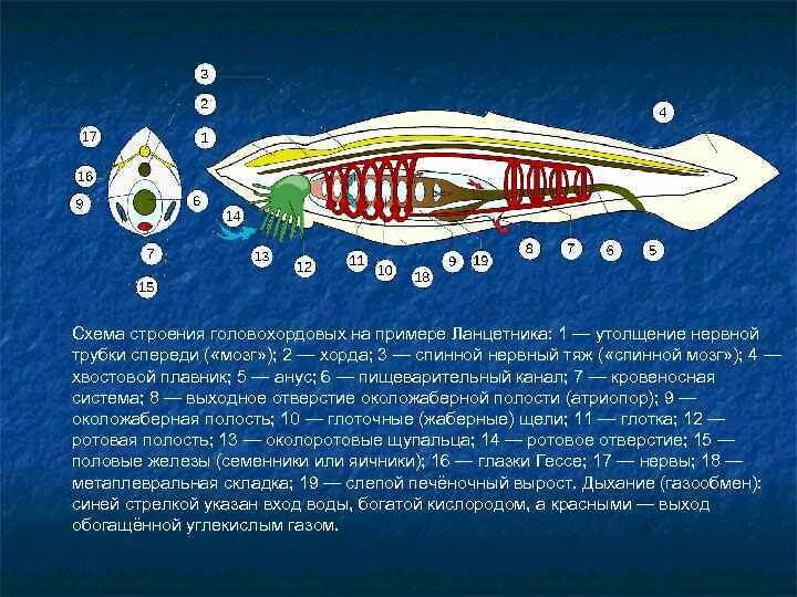 Пищеварительная система система ланцетника. Пищеварительная система хордовых ланцетник. Класс Головохордовые ланцетник внешнее строение. Строение нервной трубки ланцетника.