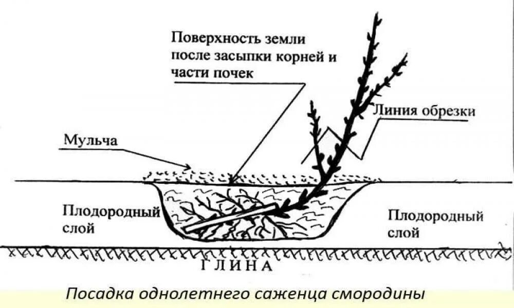 Когда можно сажать смородину весной. Схема посадки черной смородины весной. Схема посадки саженцев черной смородины. Схема посадки черной смородины осенью. Схема посадка кустов смородины весной.