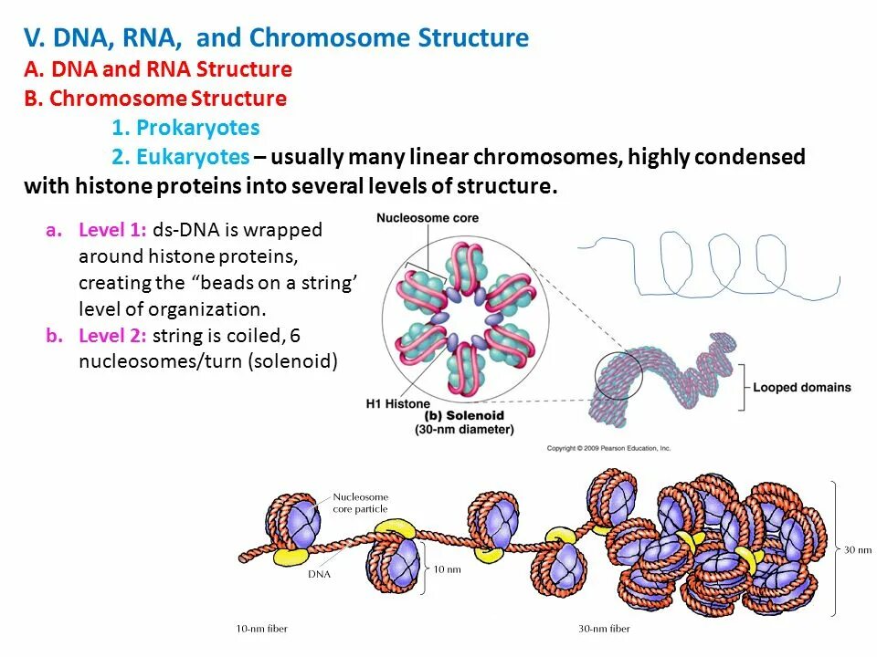 DNA and RNA structure. Chromosome structure. Dna3. Condensed DNA.