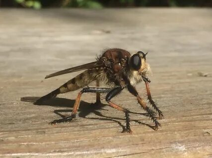 Red Footed Cannibal Fly Chapel Hill NC.jpg. w:en:public domain. 