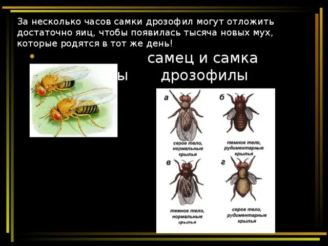 Таблица сравнения нормальных и мутантных форм дрозофил. Дрозофилы это в биологии. Хромосомная теория наследственности скрещивание дрозофил. Мушки дрозофилы биология. Строение дрозофилы.