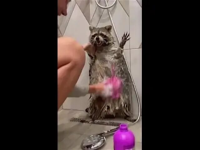 Енот моет сахарную вату
