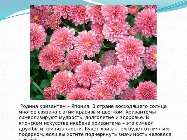 Хризантемы значение цвета. Хризантемы значение цвета