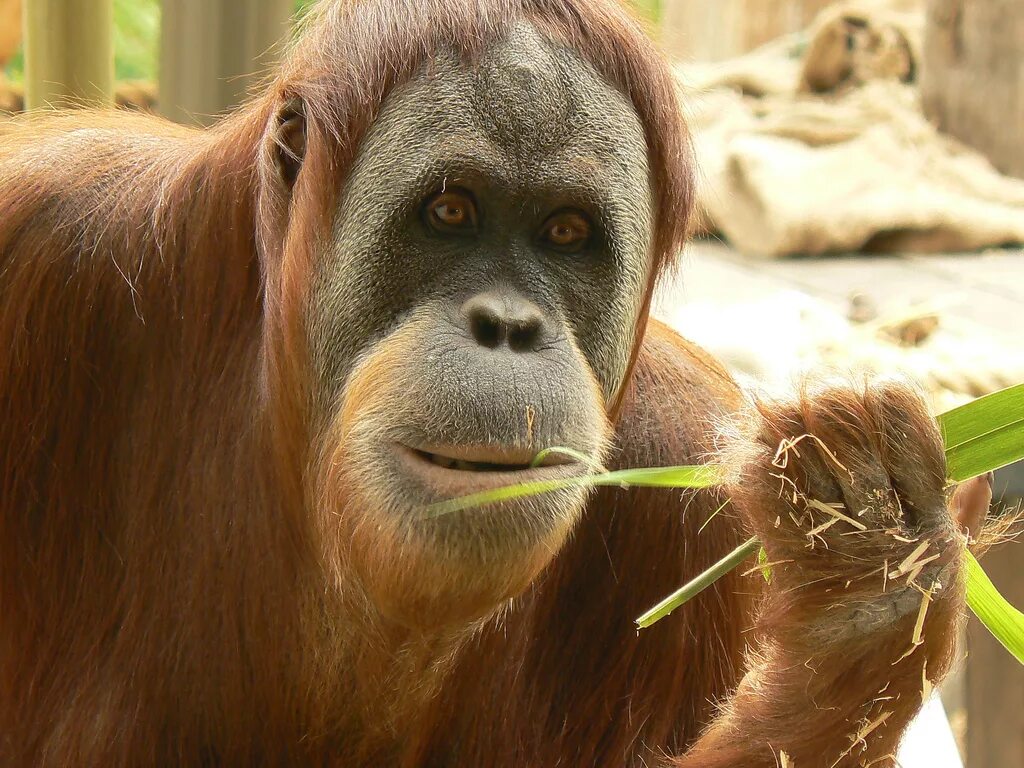 Горилла и шимпанзе это человекообразные обезьяны ?. Человекообразные обезьяны гориллы. Бонобо обезьяна. Человекообразные обезьяны шимпанзе. Человекообразные обезьяны гориллы.