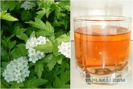 Как правильно употреблять боярышник