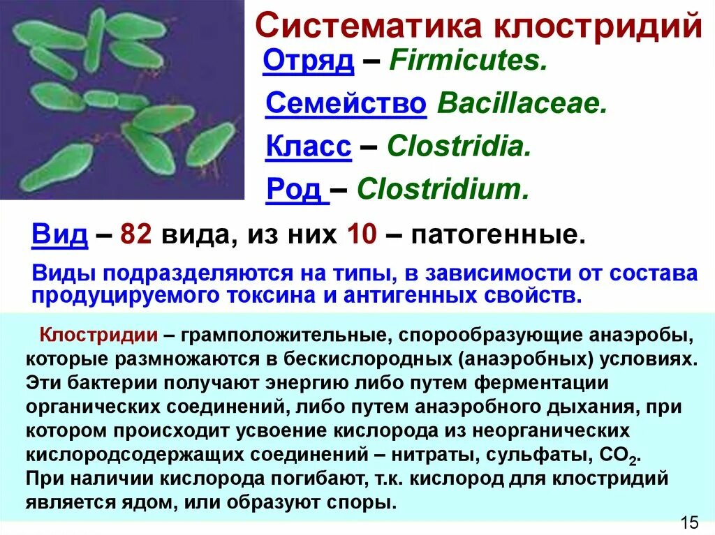 Clostridium difficile что это. Систематика клостридий. Клостридии семейство. Споры клостридий. Клостридии грамположительные.