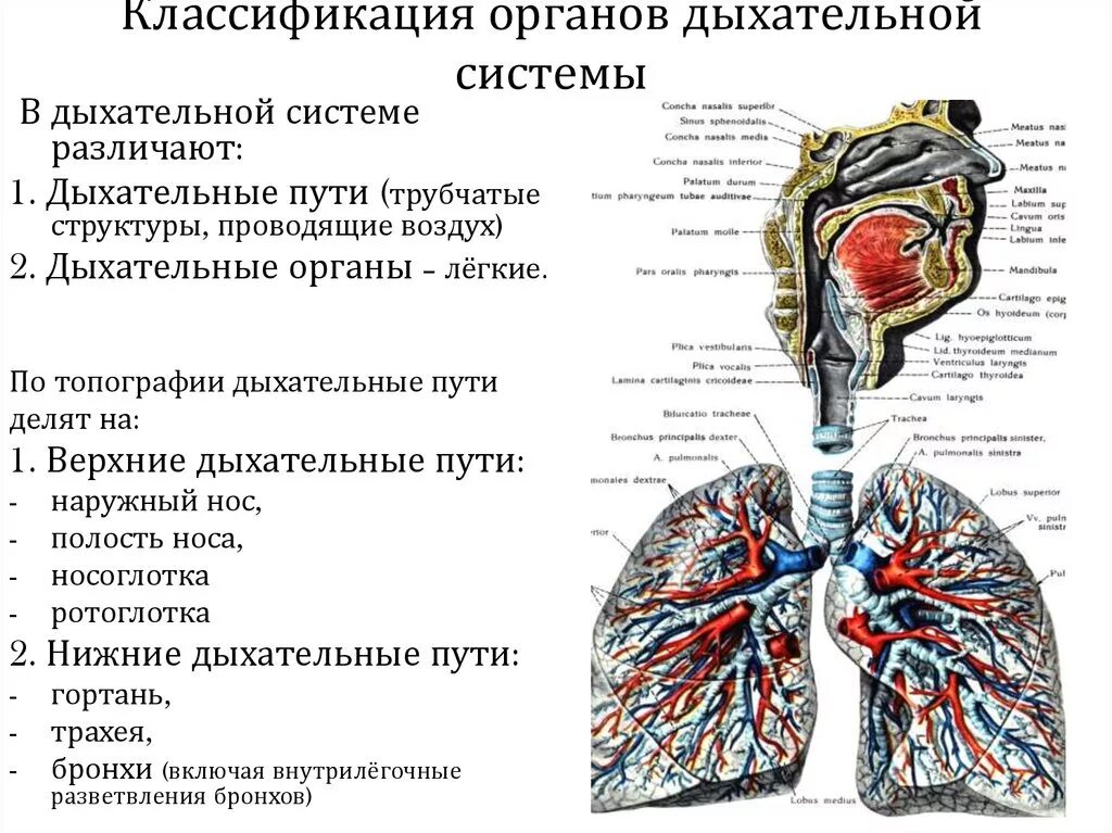 Органы входящие в дыхательную систему функции. Верхние дыхательные пути схема. Строение и функции органов дыхания схема. Строение и функции дыхательных путей. Классификация дыхательной системы.