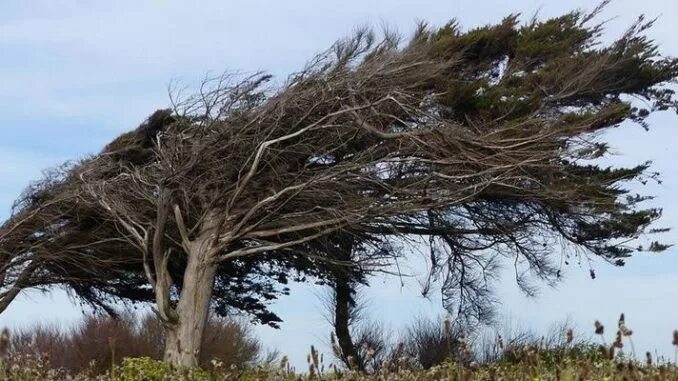 Ураган ветер. Как называется очень сильный ветер ломающий деревья. Поваленное дерево. Как называется очень сильный ветер ломающий деревья. Упавшее дерево.