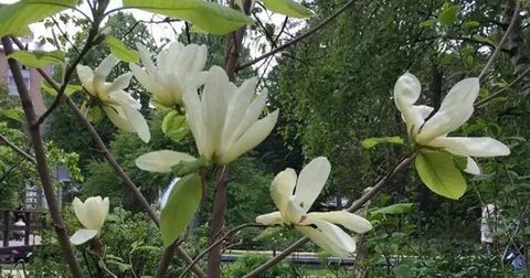 Лилия в аптекарском огороде