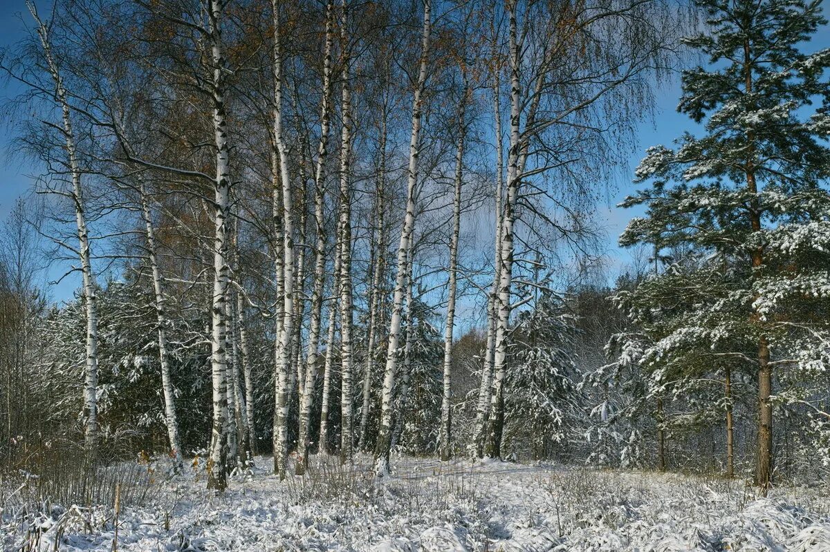 Зимой в лесу. Зимние леса. Зимний лес березы. Зимняя береза. Березовая ель