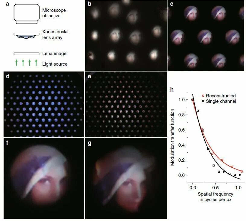 Lens array. Micro lens array for 3d image. rod arrays lense. light: science and applications.