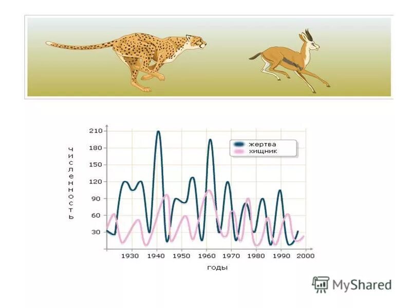 модель взаимодействия хищник жертва. хищник-жертва примеры в биологии. график хищник жертва. математическая модель хищник жертва. график хищник жертва.