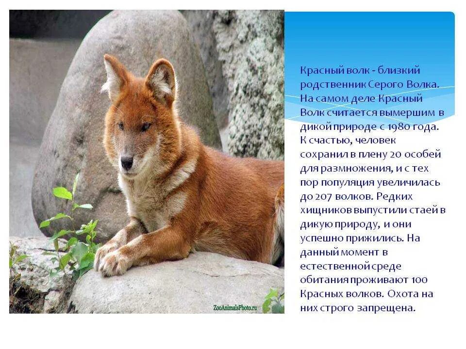 Описание красного волка. Красная книга животные красный волк доклад. Красный волк описание. Красный волк доклад 3 класс. Красный волк 2 класс окружающий мир.