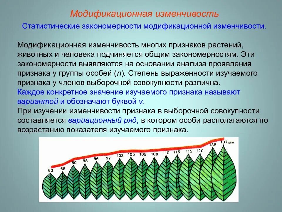 Норма реакции пределы модификационной изменчивости. Степень варъирование признака. Предел изменчивости каких признаков. Предел изменчивости каких признаков. Вариационная кривая модификационной изменчивости.