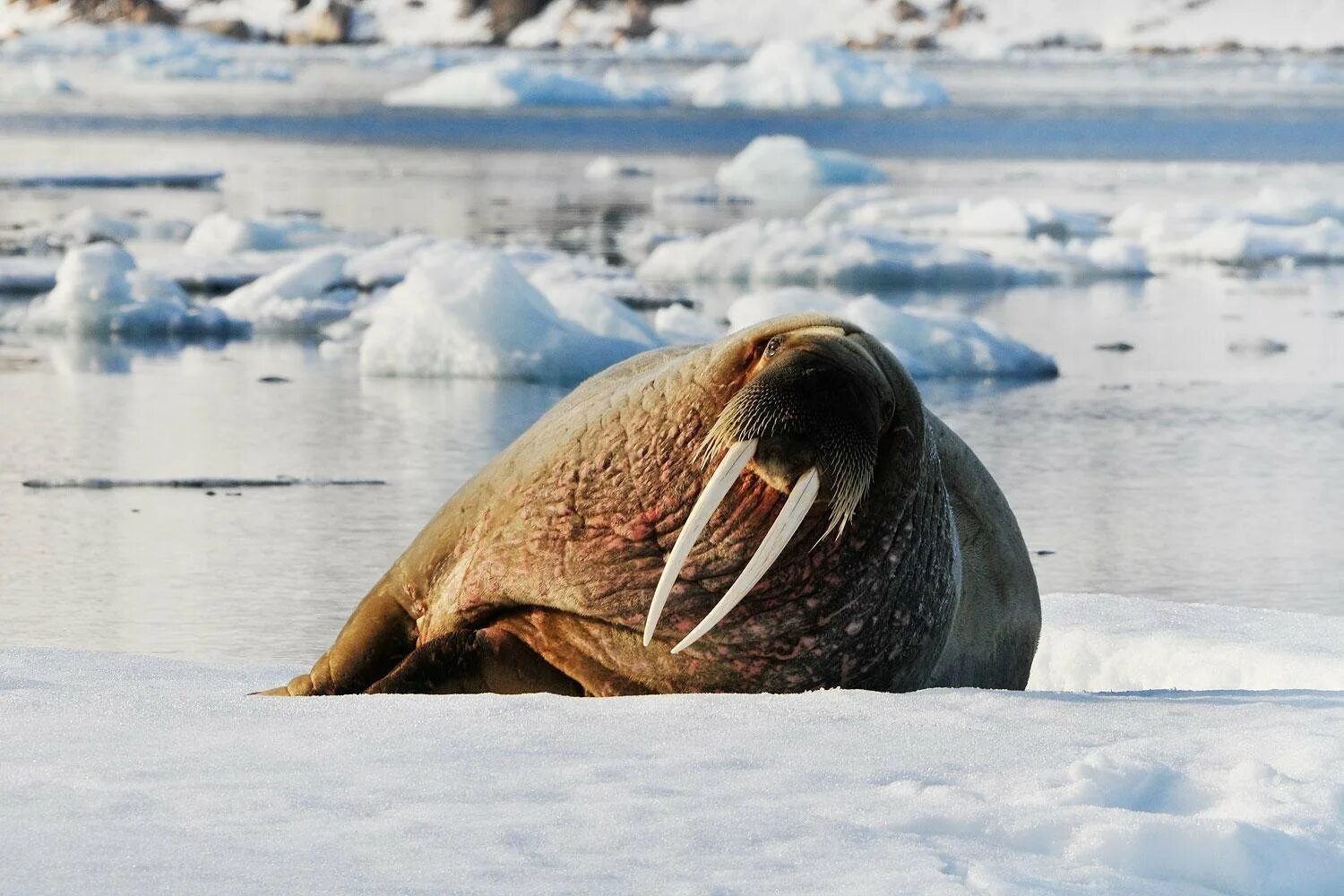 Ластоногие млекопитающие морж. Морж в Арктике Арктика. Тихоокеанский морж (Odobenus rosmarus divergens). Морж Келич. Моржи в тундре