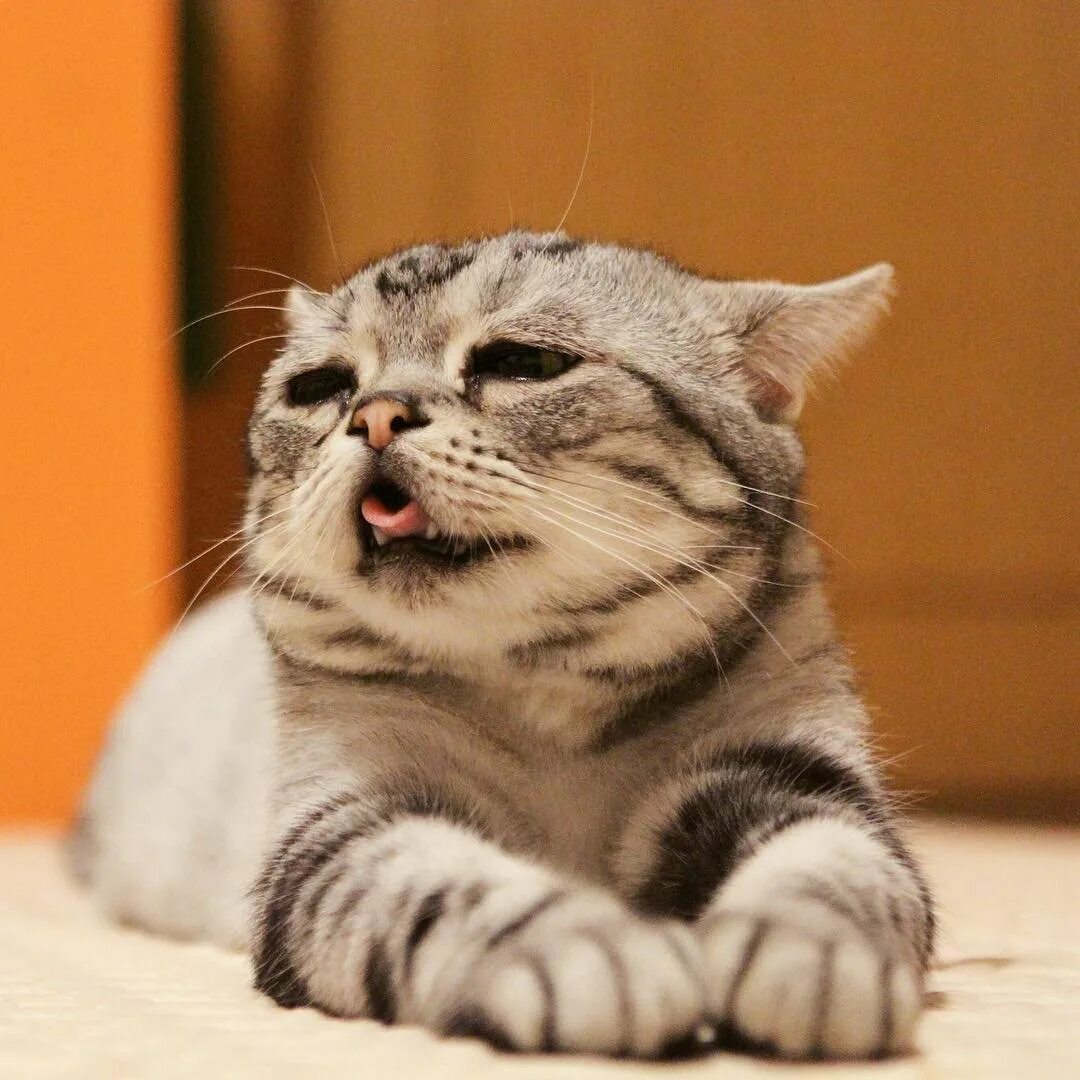 Паникующий кот. Кот нервничает. Кот нервничает. Настороженный кот. Кот нервничает.