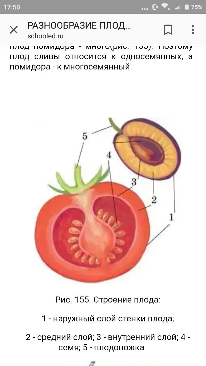 Строение плода помидора в разрезе 6 класс биология. Строение помидора в разрезе схема. Строение плода томата схема. Внутреннее строение плода томата. Внутреннее строение семени томата