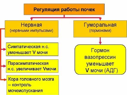 Почки относятся к нервной системе