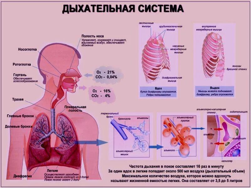 Роль дыхательной системы 3 класс. Строение системы органов дыхания человека. «Органы дыхательной системы» органы строение функции. Работа дыхательной системы схема. Система дыхания анатомия.