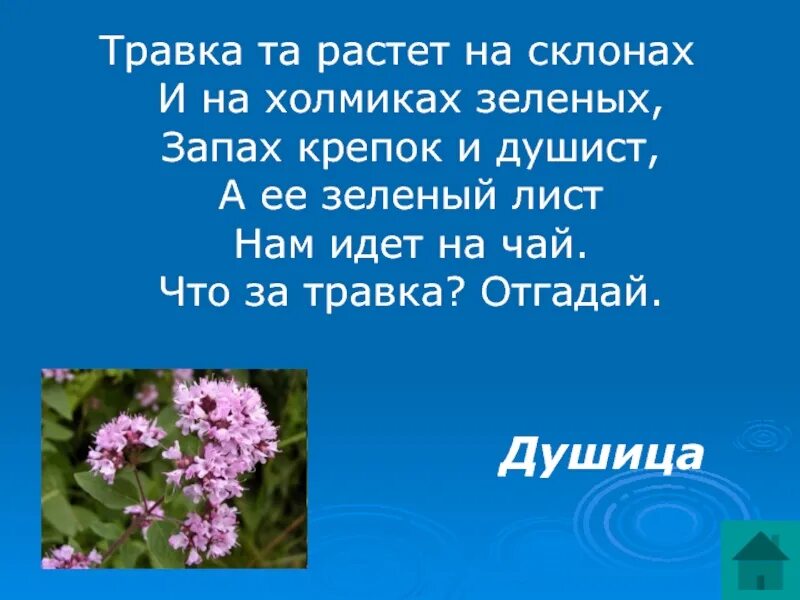 Трава выросла глаголы. Травка та растет на склонах и на холмиках зеленых запах крепок. Травка растет на склонах и на холмиках. Загадка травка та растет на склонах и на холмиках зеленых. Загадка про душицу.