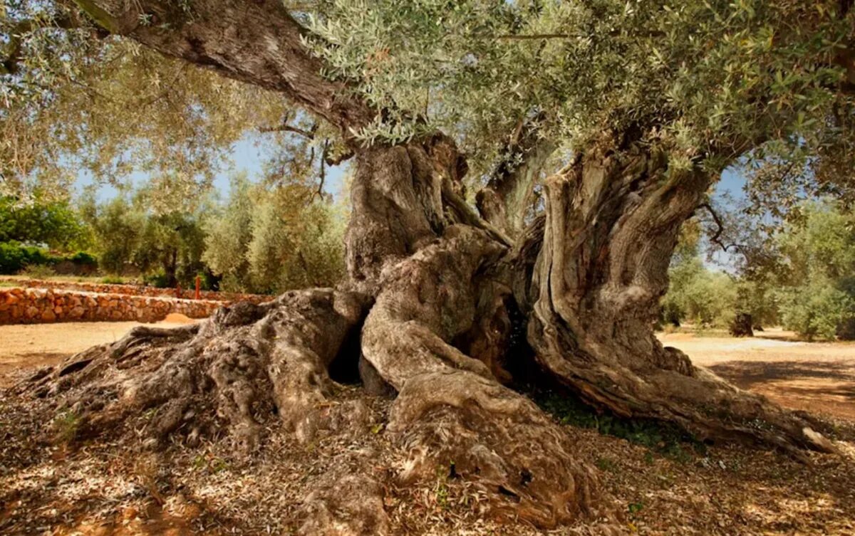 Античные деревья. Античные деревья. Дерево маслины в греции. Античные деревья. Matthew garrison деревья.