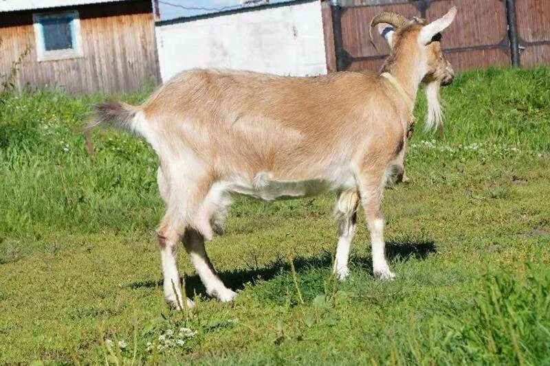 Породы дойных коз. Молочные козы. Коза молочная. Молочная порода коз. Породы коз без запаха молока
