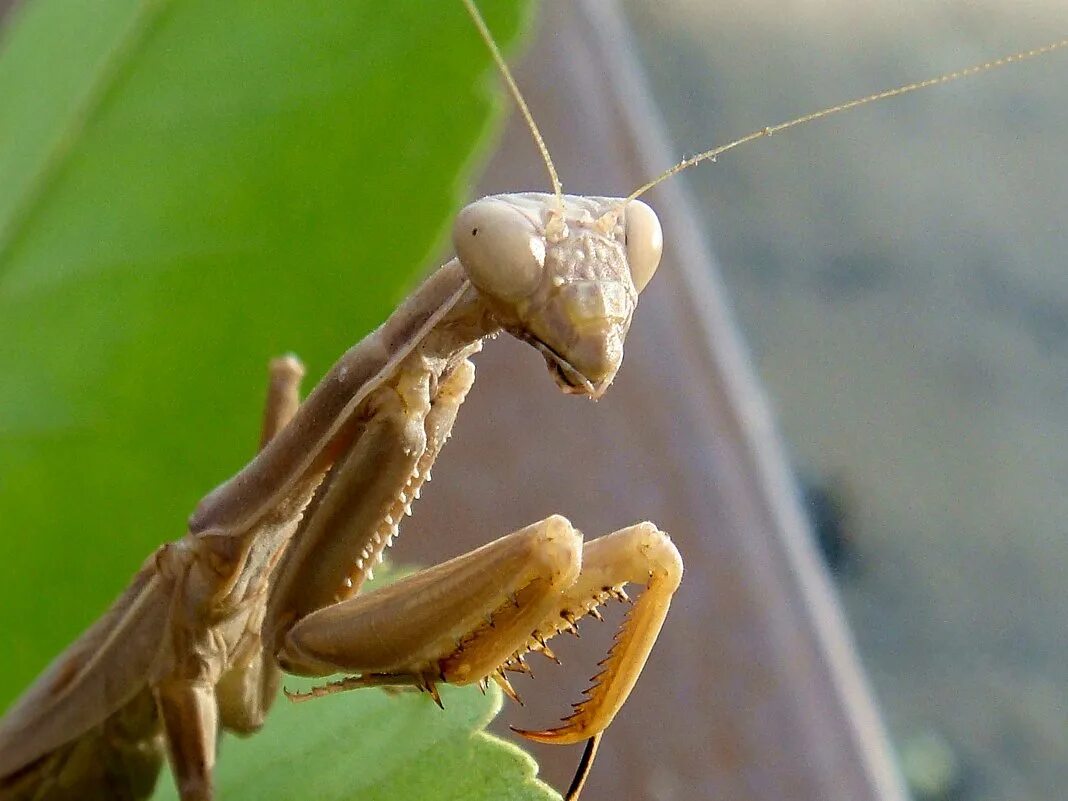 богомол инопланетянин