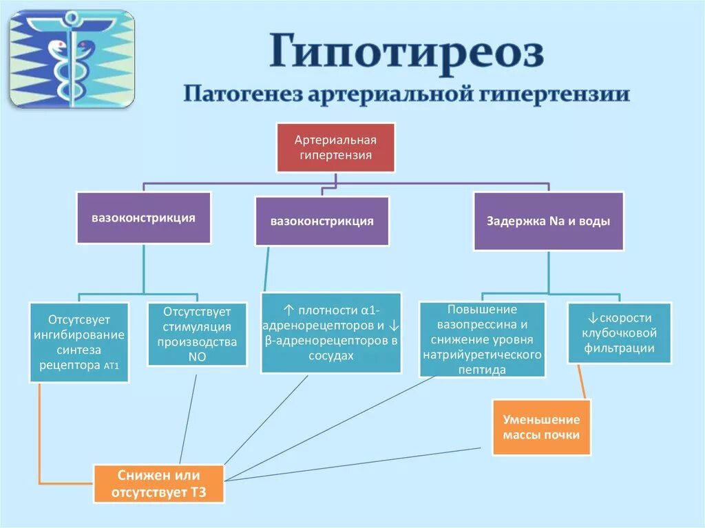Первичный гипотиреоз этиология. Патогенез гипотиреоза щитовидной железы. Гипотиреоз этиология. Патогенез первичного гипотиреоза обусловлен. Гипотиреоз: основные формы, этиология, патогенез, проявления.