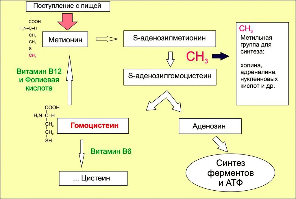 Схема метаболизма метионина. Гомоцистеин схема метаболизма. Схема метаболизма витамина в12. Схема синтеза метионина.