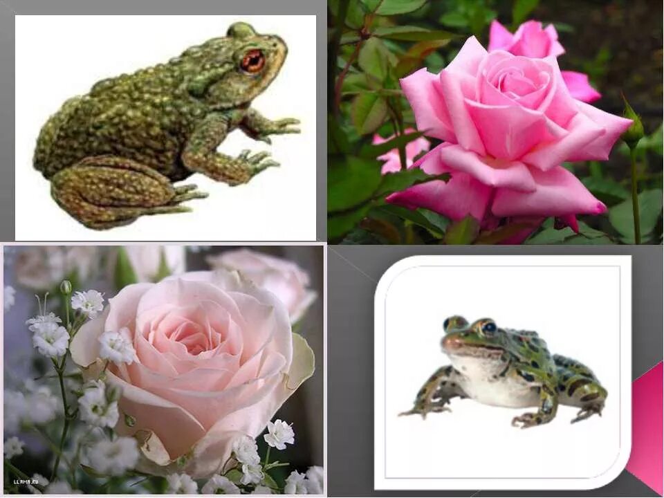 сказка о жабе и розе мальчик. сказка о жабе и розе мальчик. сказка о жабе и розе мальчик. жаба и роза гаршин. всеволод михайлович гаршин сказка о жабе и розе.