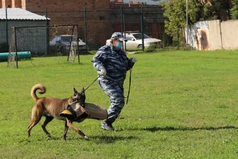 Кинолог новосибирск
