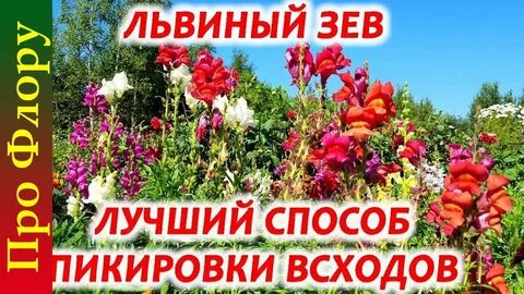 Львиный зев надо прищипывать в рассаде