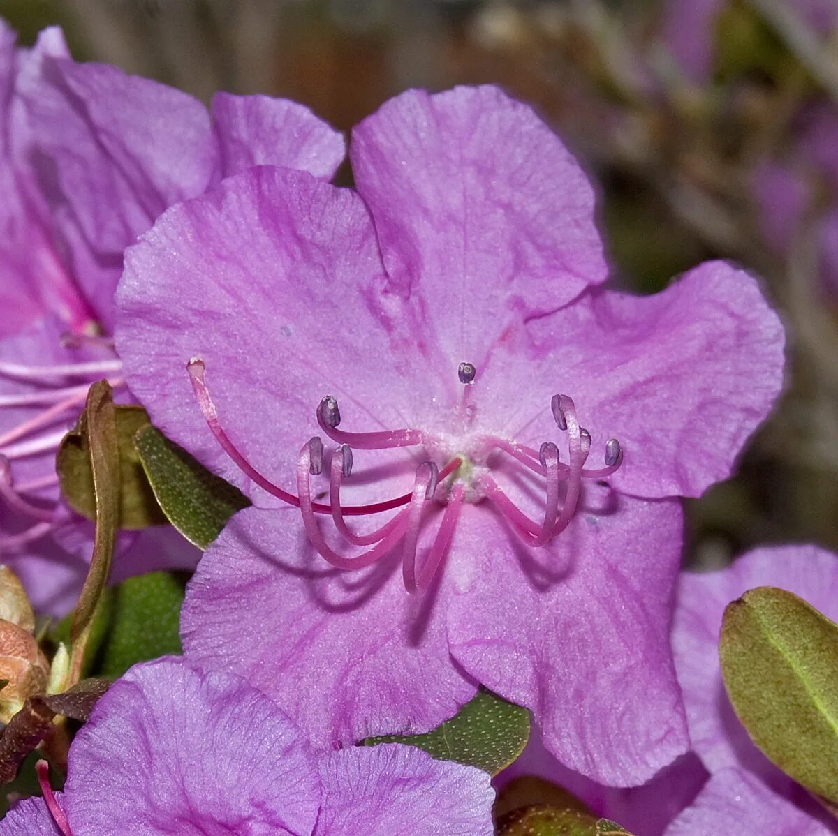 Рододендрон rhododendron ледебура. Рододендрон ледебура (р. Рододендрон ледебура маральник. Рододендрон даурский плантариум. Рододендрон ледебура.