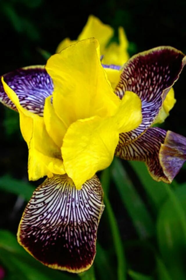 номер телефона ирис