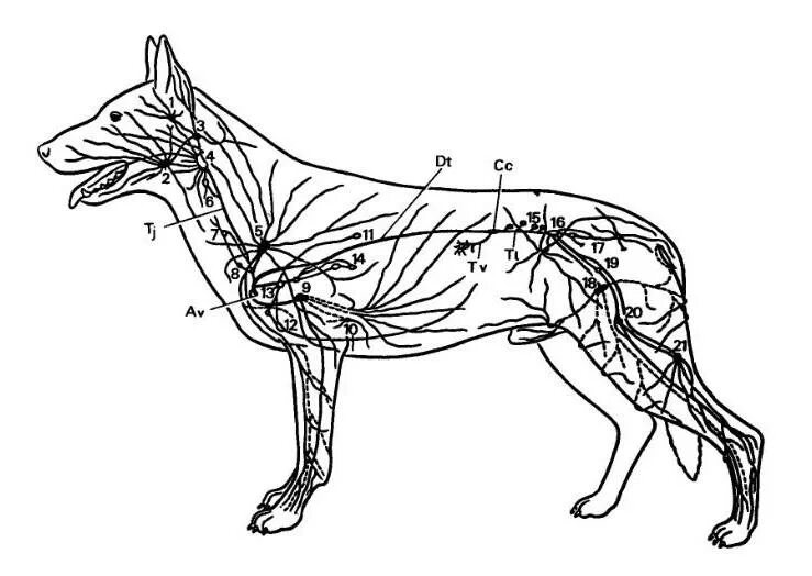Лимфатическая система собаки. Лимфатическая система собаки схема. Анатомия собаки лимфатическая система. Лимфатические узлы собаки. Увеличены лимфоузлы у собаки