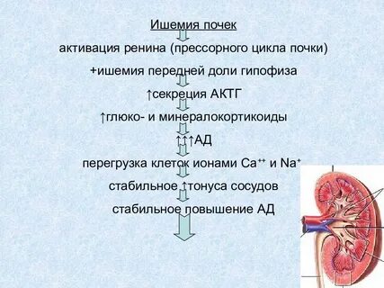 Почечный диурез