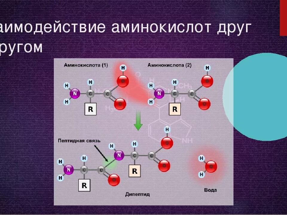 Что образуется из аминокислот. Что образуется из аминокислот
