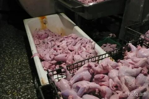 Птицефабрика сальмонелла