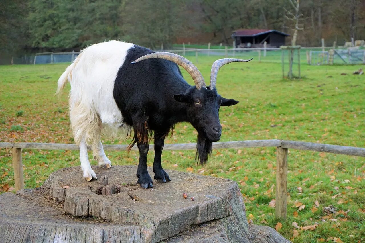 Goat com. Коза. Черная козочка. Коза домашняя. Козы домашние черные.