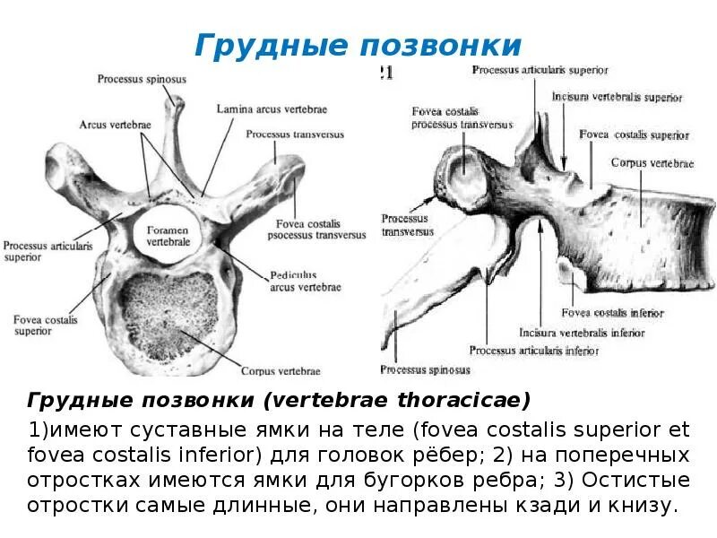 Грудной позвонок характеристика. Строение грудного позвонка на латыни. Грудной позвонок вид сбоку на латыни. Анатомия первого грудного позвонка. Грудной позвонок вид сбоку на латинском.