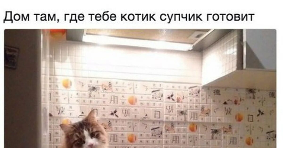 Селфи кота с собаками. Кот пришел. Кот в крапинку картинка. Кот готовит суп. Смешные фотошопы котов.