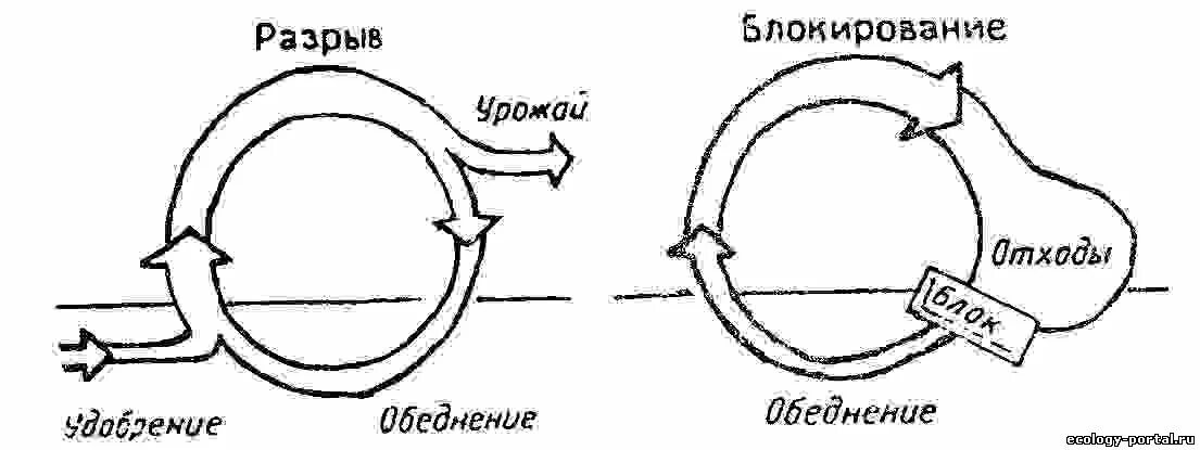 Структура цепи питания консументы продуценты. Круговорот питательных веществ в агроценозе. Общая схема катаболизма жиров. Круговорот веществ продуценты- консументы- редуценты 5 класс. Круговорот веществ в природе 3 класс окружающий мир схема.