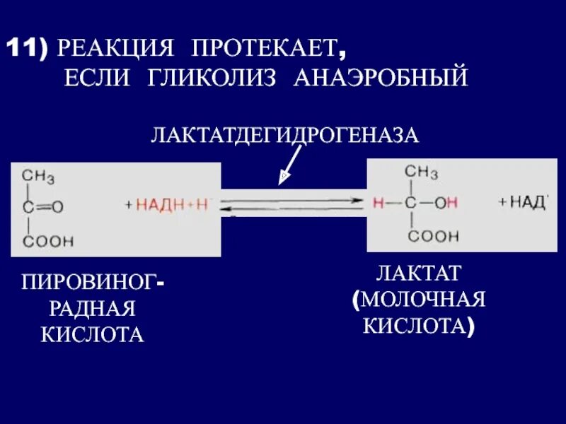 11 Реакция анаэробного гликолиза. Аэробный гликолиз 11 реакций. Гликолиз у анаэробов. Реакции гликолиза 11 реакций.