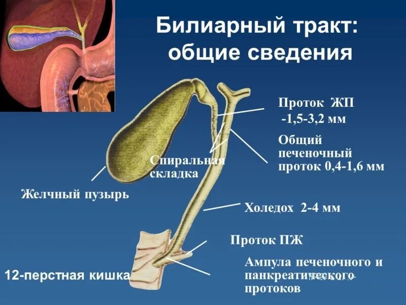 Новообразование в ложе желчного пузыря. Холедох и желчный пузырь на узи. Конкремент желчевыводящего протока узи. Расширение внутрипеченочных желчных протоков узи. Желчный пузырь и холедох анатомия.